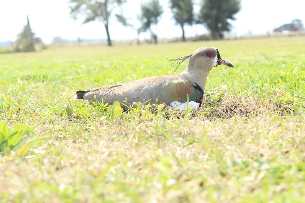 سان أنطونيو دي أريكو Hotel El Triunfo De Areco المظهر الخارجي الصورة